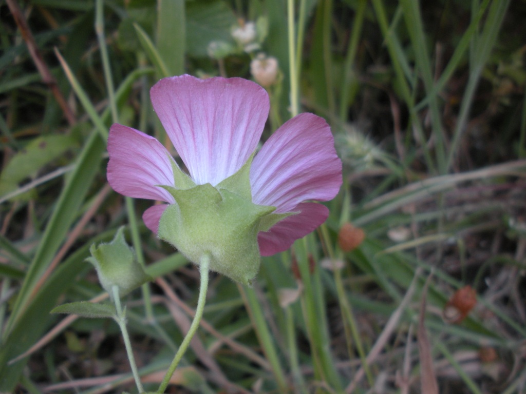 Malva punctata